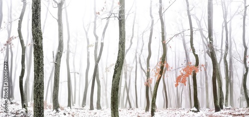 Forest covered with glaze ice,snow and rime during foggy conditions. Oak trees, red leafs,woodland, winter landscape. Can be used as christmas image. Panoramic image. Czech republic,Europe. . © Jansk
