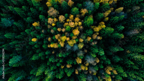 Aerial view of autumn forest photo