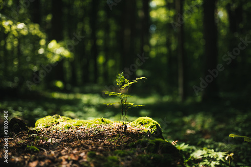 Fotografie, Obraz Young rowan tree seedling grow from old stump in Poland forest.