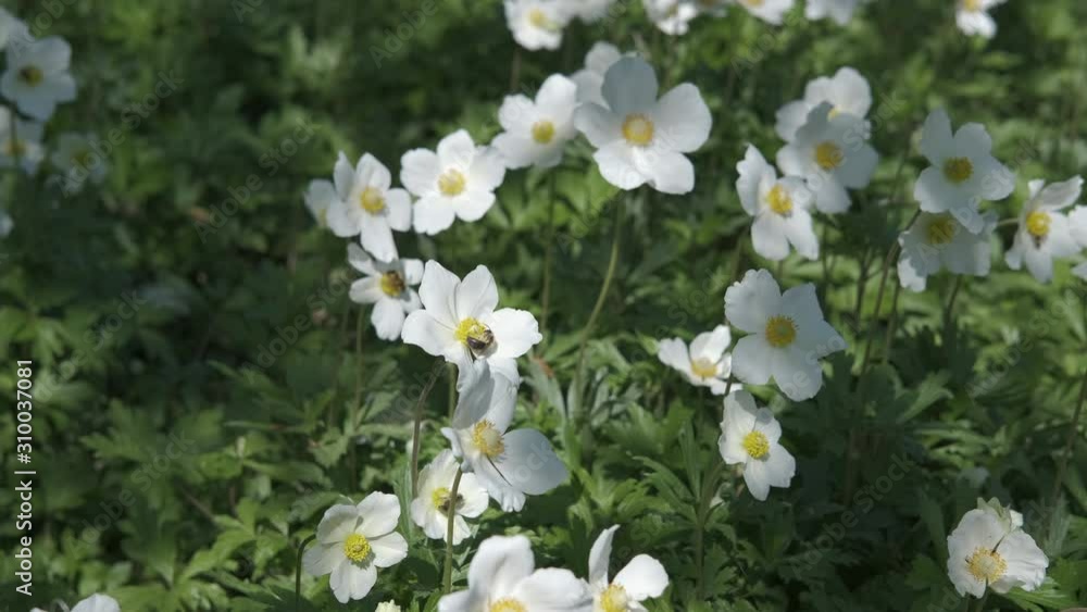Bees on spring forest flowers. Cute spring forest white flowers. Bees on spring forest flowers. Cute spring forest white flowers.