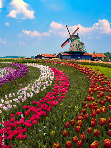 Colorful Dutch tulip farm nested to a majestic windmill under a sunny spring weather
