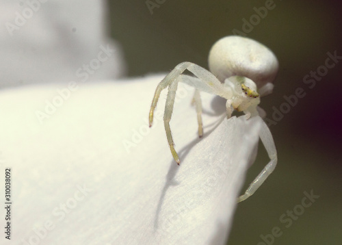 Krabenspinne photo