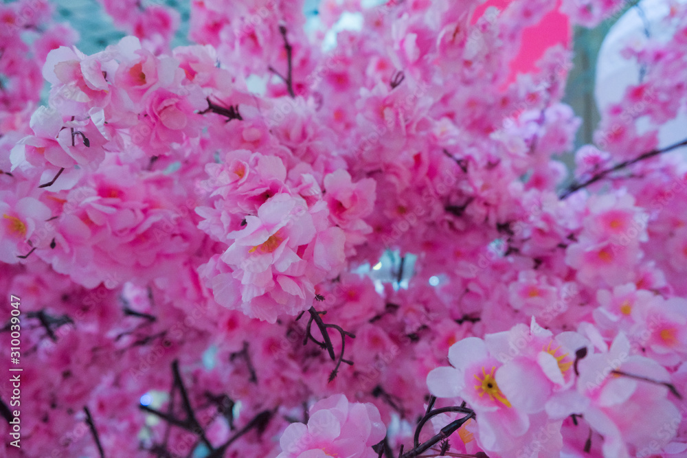Beautiful live pink flowers. Pink Sakura Japanese cherry blossoms in full bloom in early spring in New Zealand