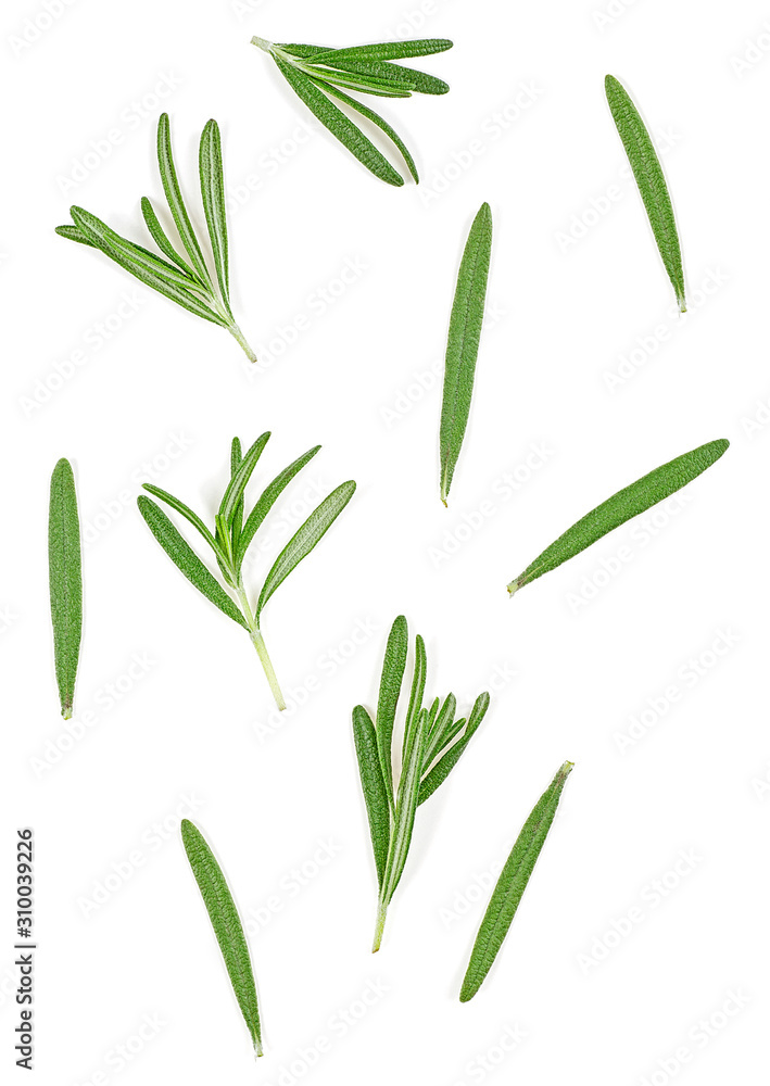 Fototapeta premium Fresh green rosemary twigs isolated on a white background. Top view.