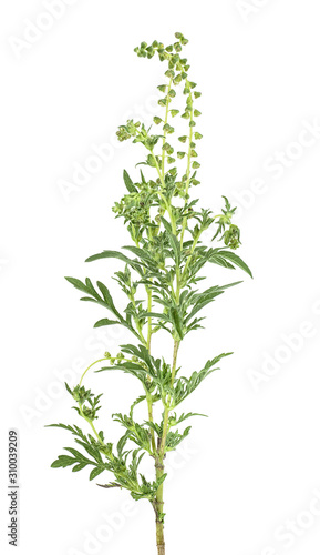 Ragweed plant isolated on a white background. Ambrosia artemisiifolia.