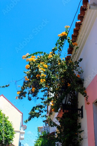 flores amarelas sob céu azul em cartagena