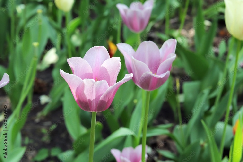 Blooming tulips in spring against the background of nature, park, flowers, season of spring, in a natural environment Blooming tulips in spring against the background of nature, park, flowers, season of spring, in a natural environment