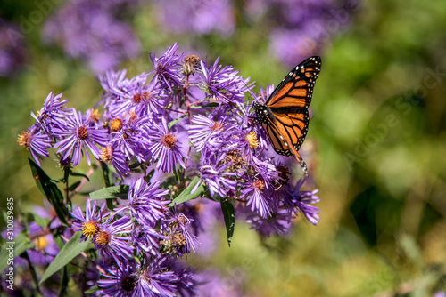 butterfly on flowers