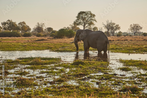 Elephant in the river, Khwai, Botswana photo