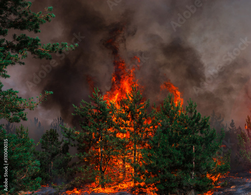  wildfire at sunset, burning pine forest . © Lumppini