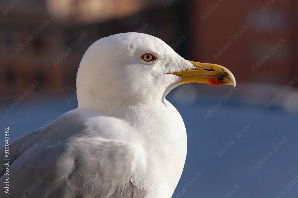 Portrait of seagull on the blurred background of embankment of Tiber River in Rome, Italy Portrait of seagull on the blurred background of embankment of Tiber River in Rome, Italy