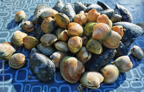 shellfish 