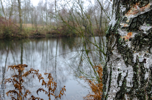 Gray autumn landscape. Birch and other trees by the lake or river. Fog and light haze in the sky. Trunk of a birch close up. The texture of the bark. Soft focus.