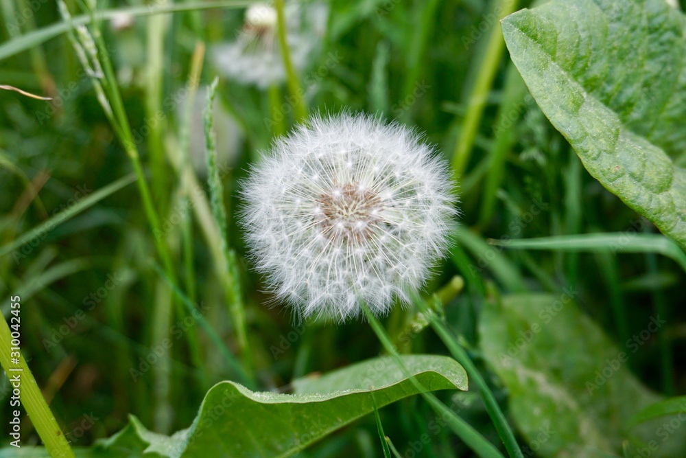 Fototapeta premium dandelion