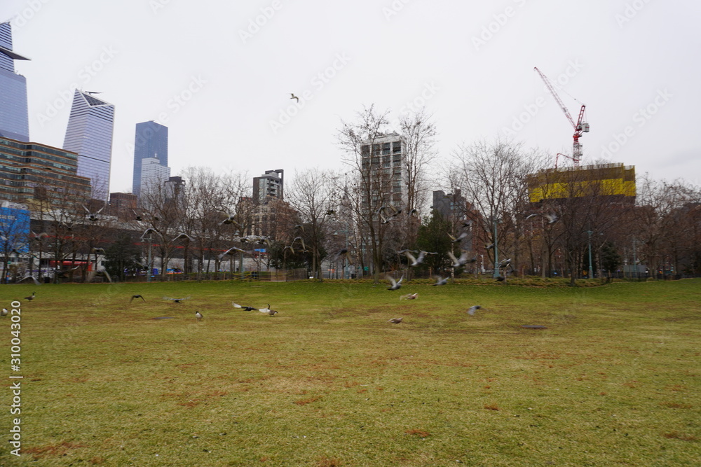 Fototapeta premium wide goose and wide ducks on the lawn