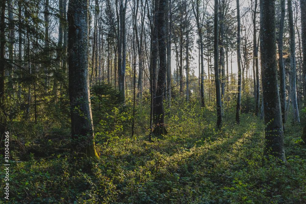 morning in the forest morning in the forest