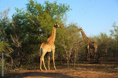 Sticker giraffe South Africa