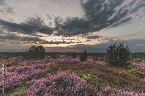Germany, Lower Saxony, Luneburg Heath, Fields with heath at sunset