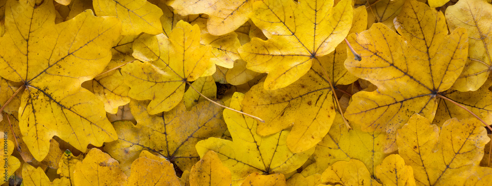 yellow leafs background
