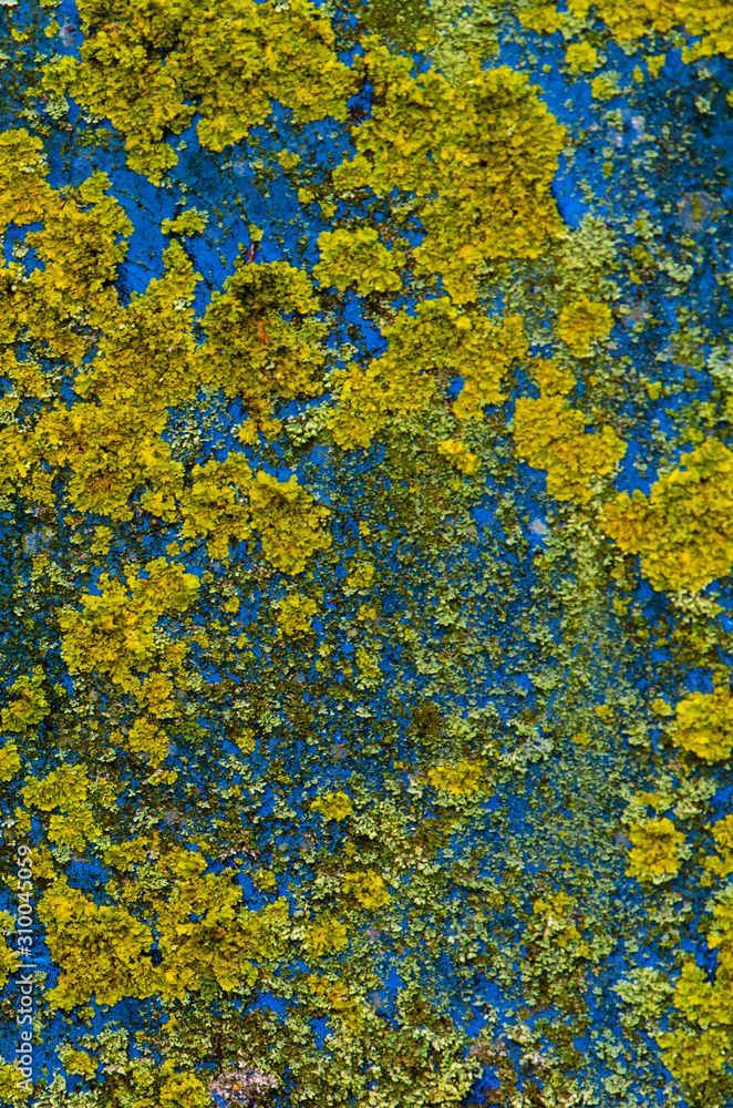 empty metal surface covered with moss. Rusty piece of metal in a landfill. Recycling garbage in nature. background for site or web page. empty metal surface covered with moss. Rusty piece of metal in a landfill. Recycling garbage in nature. background for site or web page.