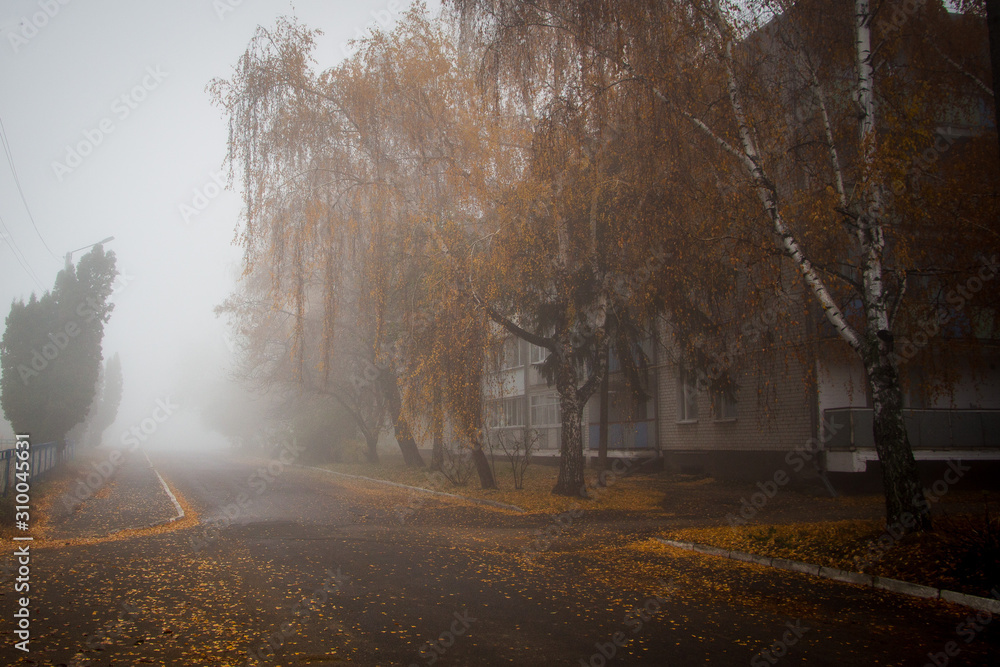 Fototapeta premium fog in the forest