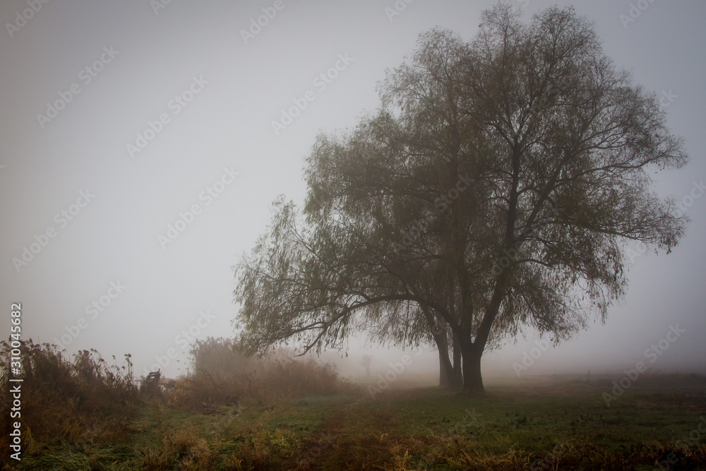 tree in the fog