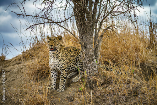 leopard in kruger national park, mpumalanga, south africa 114