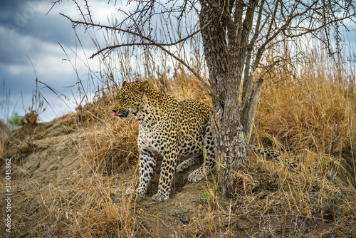 leopard in kruger national park, mpumalanga, south africa 117
