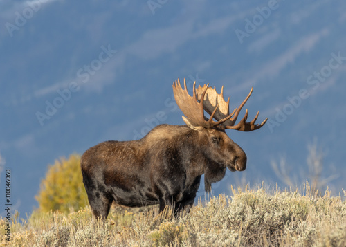 Bull Moose in Fall in Grand Teton National Park photo