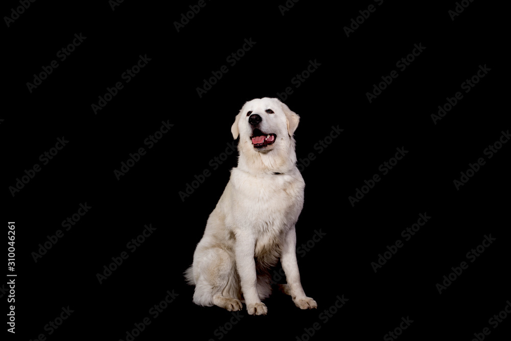 a cute dog Maremma and abruzzes sheepdog isolated on black a cute dog Maremma and abruzzes sheepdog isolated on black