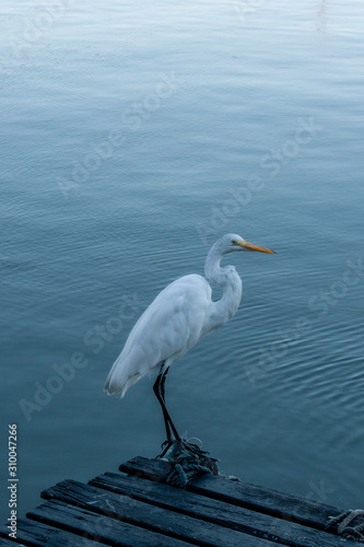 Garça / Heron - Cabo Frio - RJ - Brasil