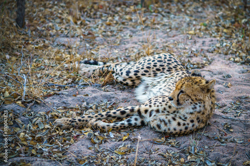 cheetah in kruger national park, mpumalanga, south africa