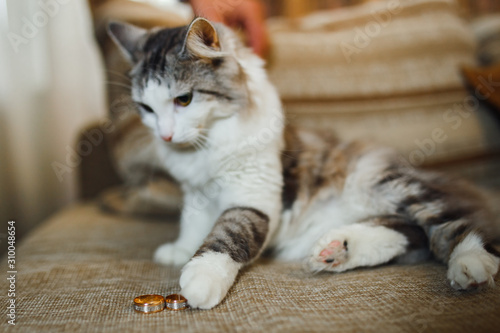 cat on a sofa
