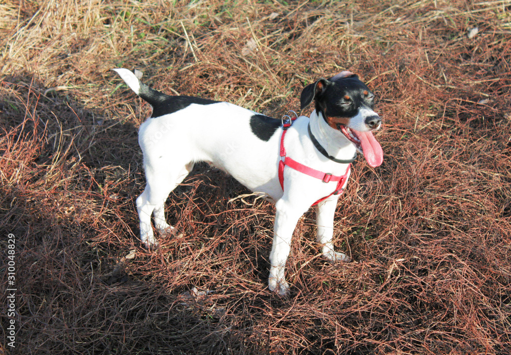 Cheerful dog Jack Russell Terrier white with black spots in a red bib stands on a background of grass on the ground.
