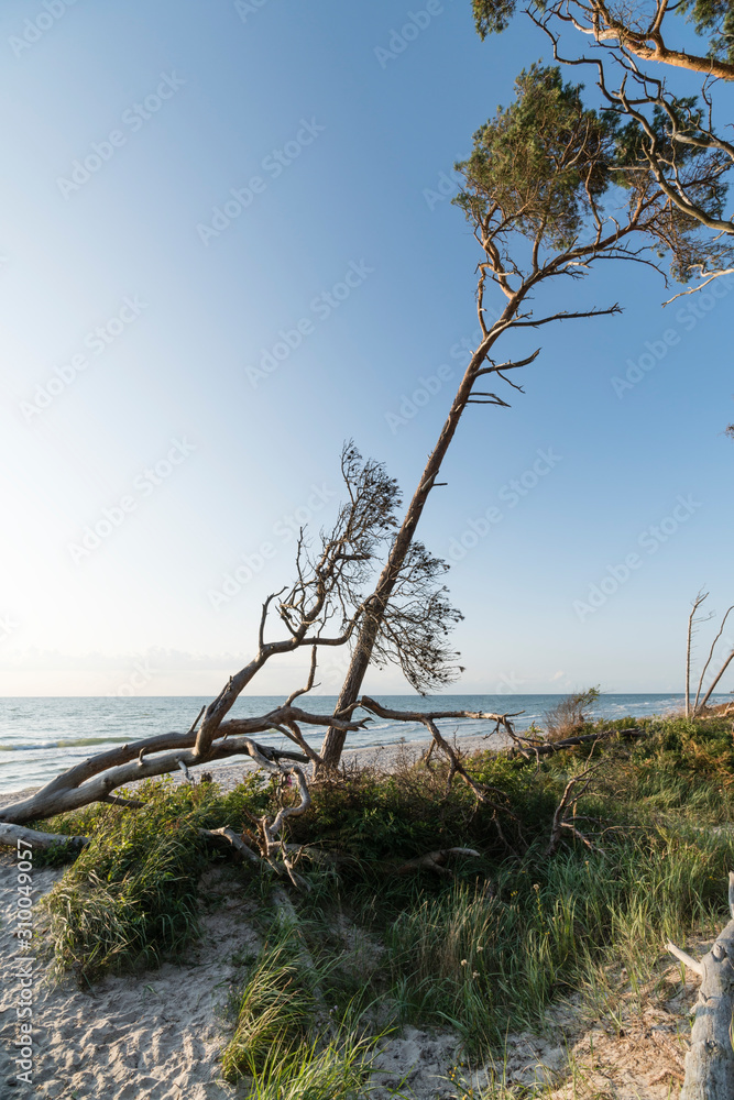 Germany, Weststrand, Darss, Trees on beach Germany, Weststrand, Darss, Trees on beach