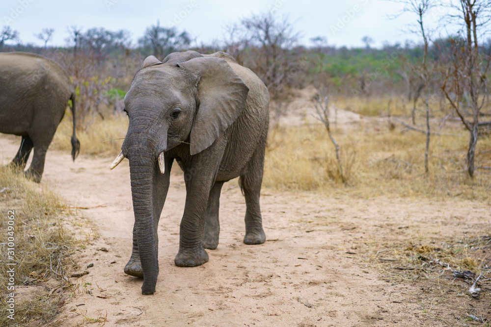 Fototapeta premium elephants in kruger national park, mpumalanga, south africa