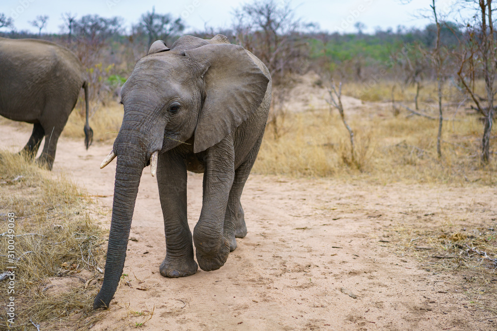 Fototapeta premium elephants in kruger national park, mpumalanga, south africa
