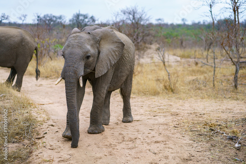 elephants in kruger national park  mpumalanga  south africa