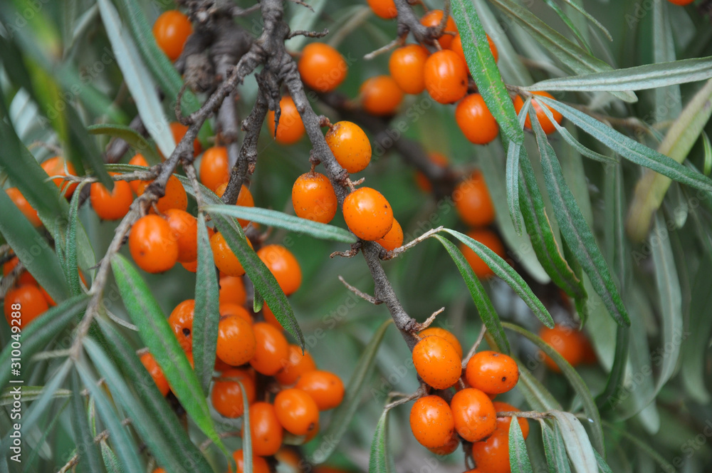 Branch of sea buckthorn with ripe berries