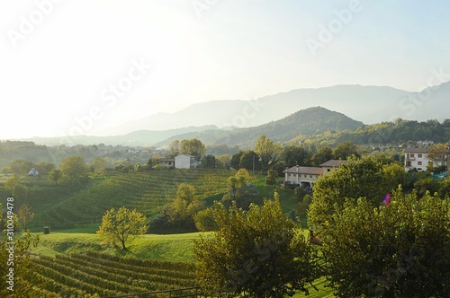 Vineyard views on the Italian landscape