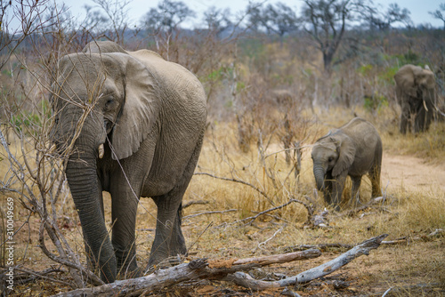 elephants in kruger national park  mpumalanga  south africa