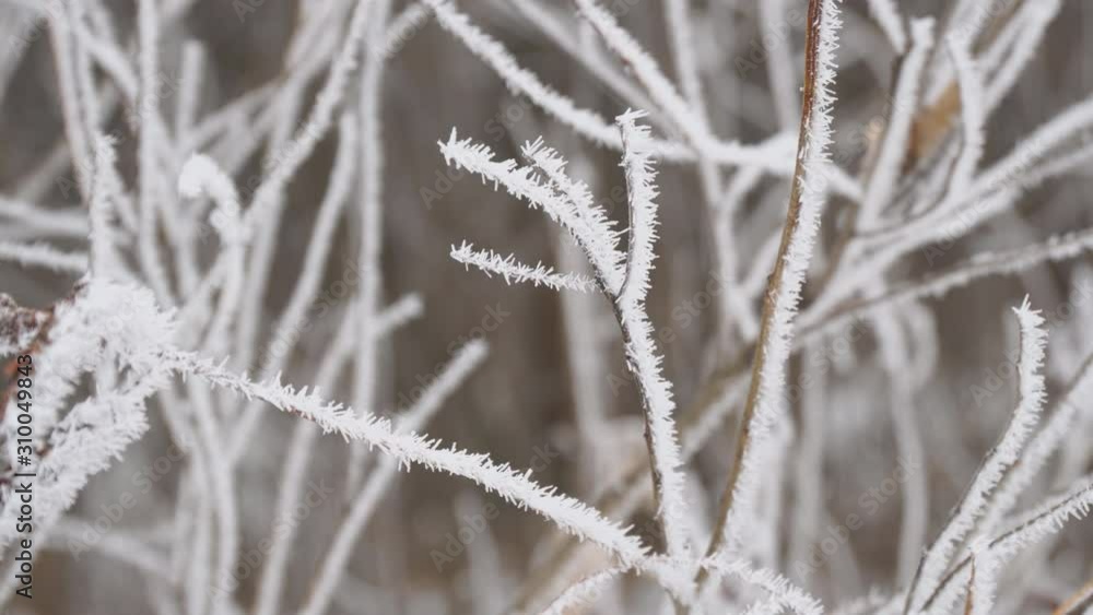 White Hoarfrost on the thin twigs of a Bush in cloudy, foggy weather White Hoarfrost on the thin twigs of a Bush in cloudy, foggy weather