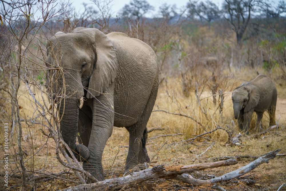 Obraz premium elephants in kruger national park, mpumalanga, south africa