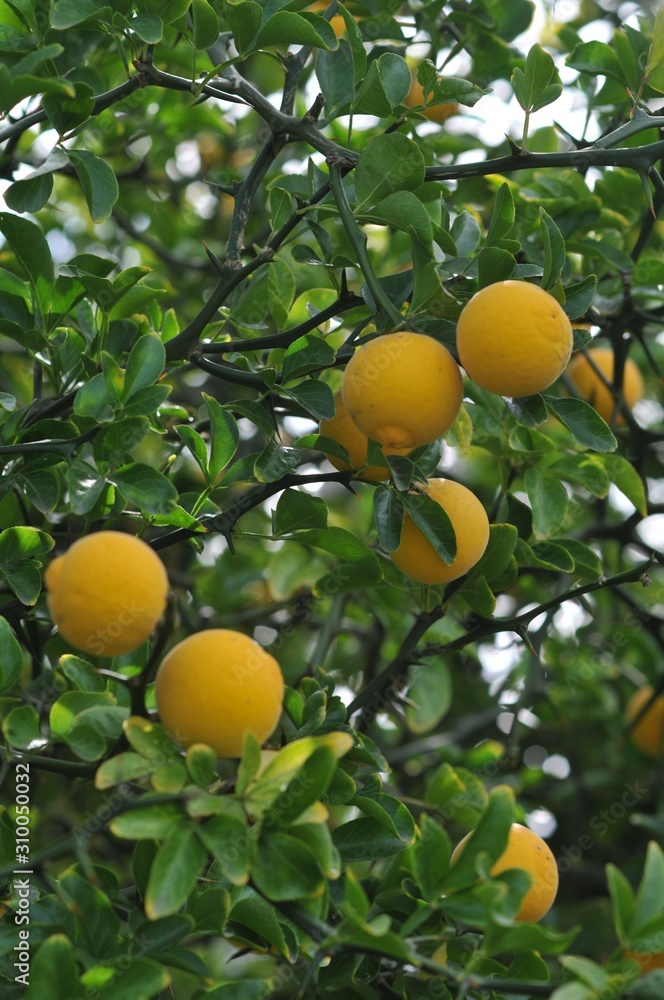 Poncirus trifoliata Bitterorange Dreiblattzitrone Poncirus trifoliata Bitterorange Dreiblattzitrone