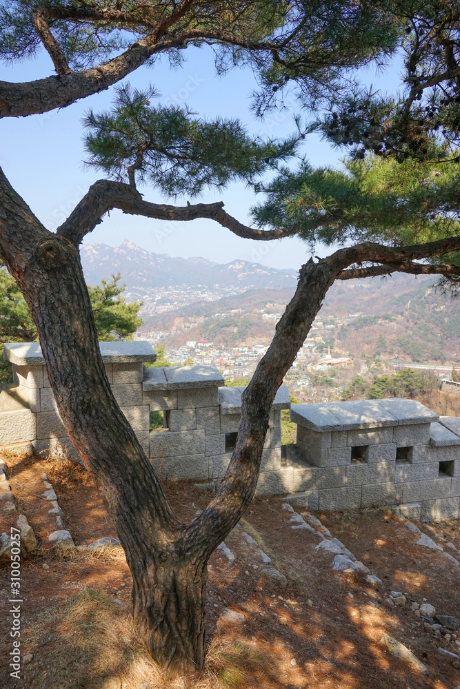 Seoul, March - 2019: City fortress wall, pine trees, mountain view.  Inwangsan Mountain.