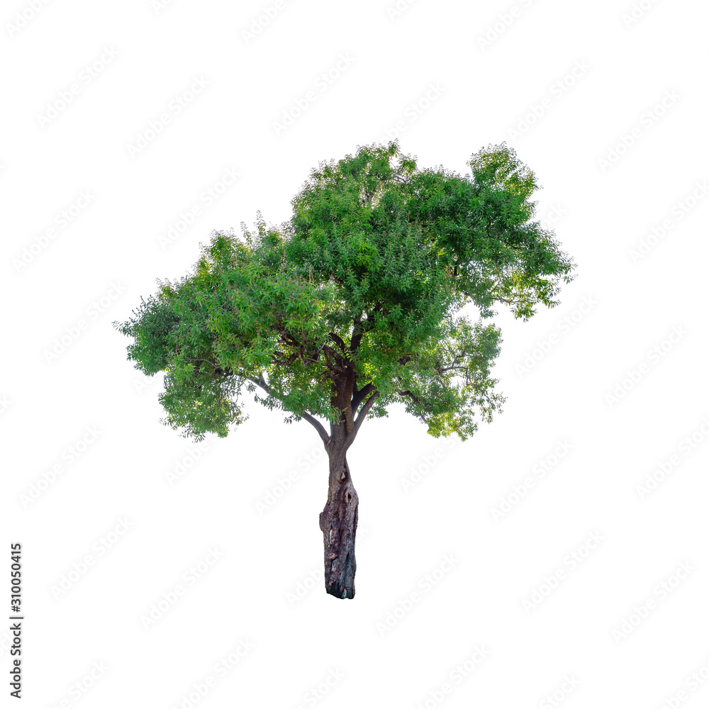 Obraz premium Old sandalwood tree isolated on white background.