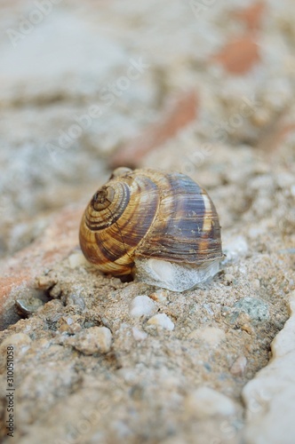 snail slithering on the wall