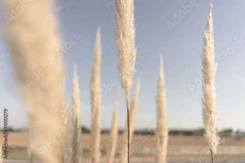 wheat spikes floating on the blue sky as background