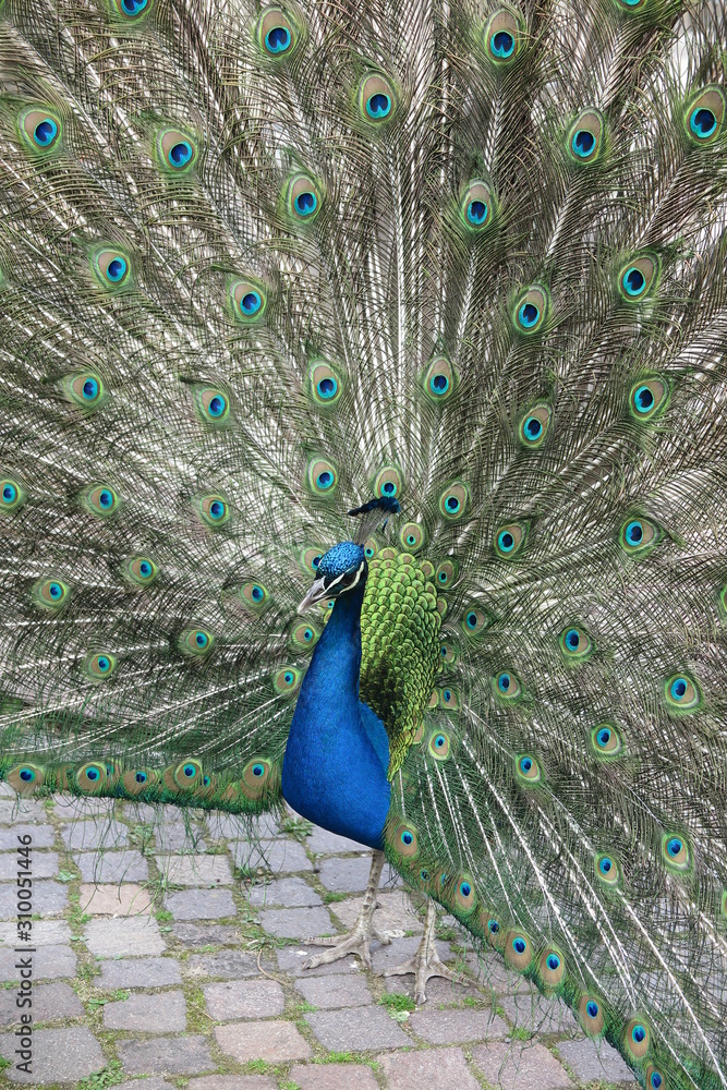 Obraz premium Indischer Pfau