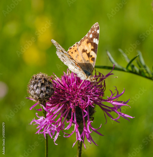 Painted lady butterfly (Vanessa cardui) on Greater knapweed (Centaurea scabiosa)